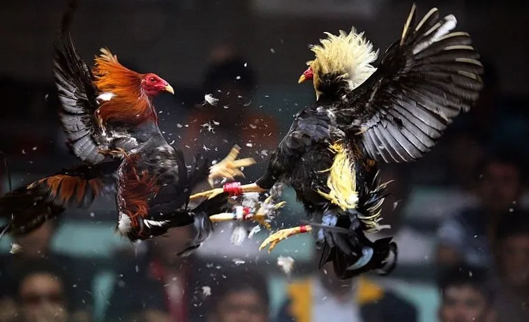 Hướng Dẫn Cách Chơi Đá Gà Sabong 138Bet Từ A Đến Z Thắng Lớn