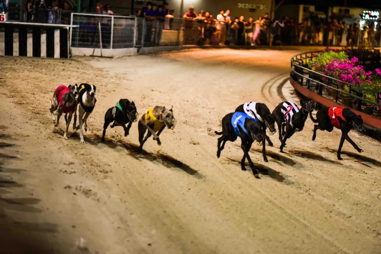 Bí Quyết Chơi Đua Chó 138Bet Thắng Nhanh Rinh Thưởng Cực Lớn 2 Bí Quyết Chơi Đua Chó 138Bet Thắng Nhanh Rinh Thưởng Cực Lớn